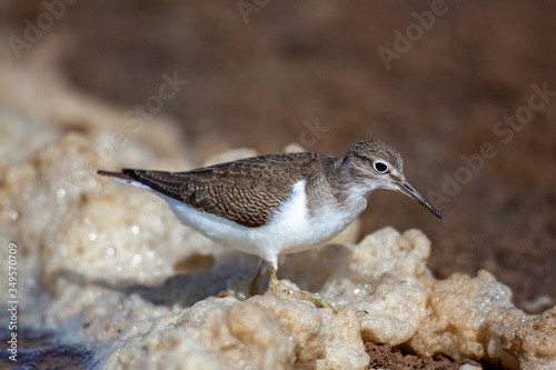 Bataklıkta yiyecek arayan ortak Sandpiper, (Actitis hypoleucos) photo