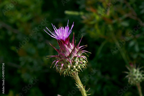 carduus marianus photo