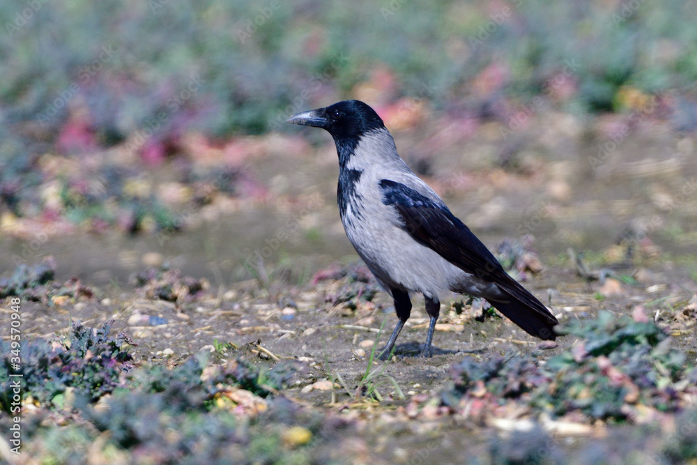 Nebelkrähe bei der Futtersuche im Frühjahr