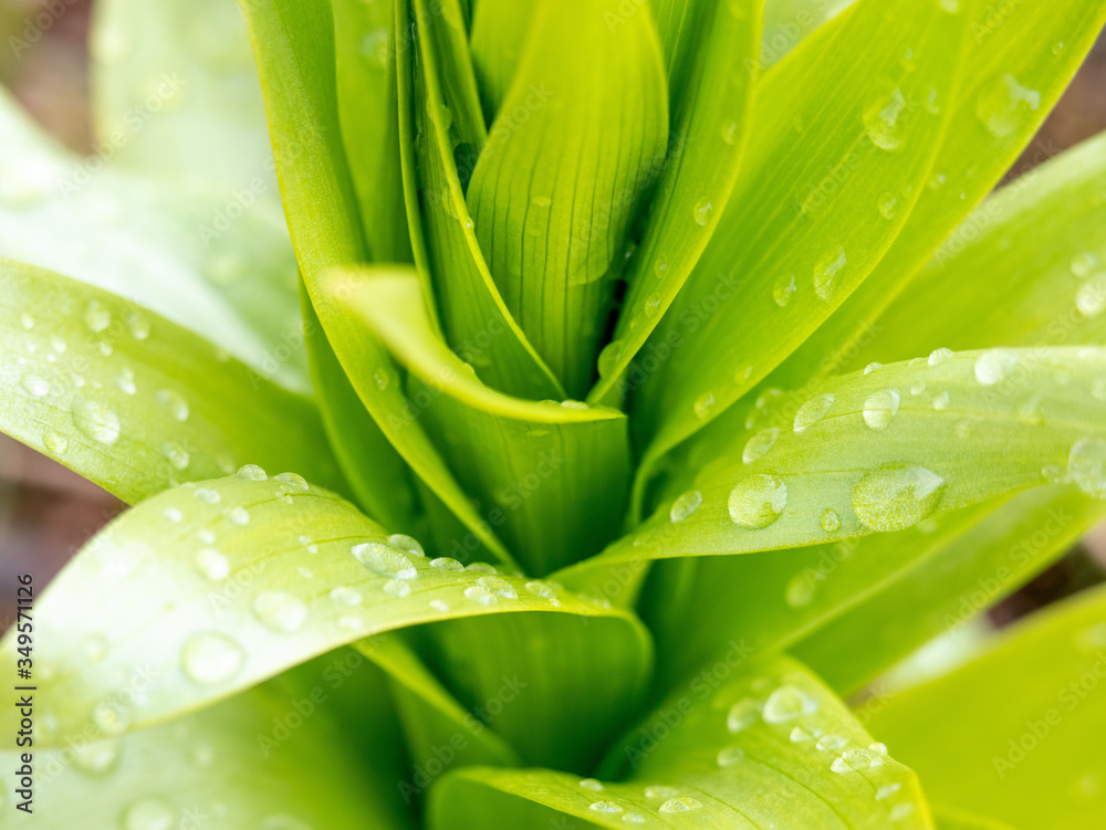 Obraz premium Flower leaves close-up. Wide sheet. The dew on the plants. Nature after rain.