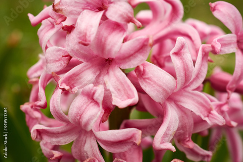 close up of pink hyacinth © Матвей Тузов