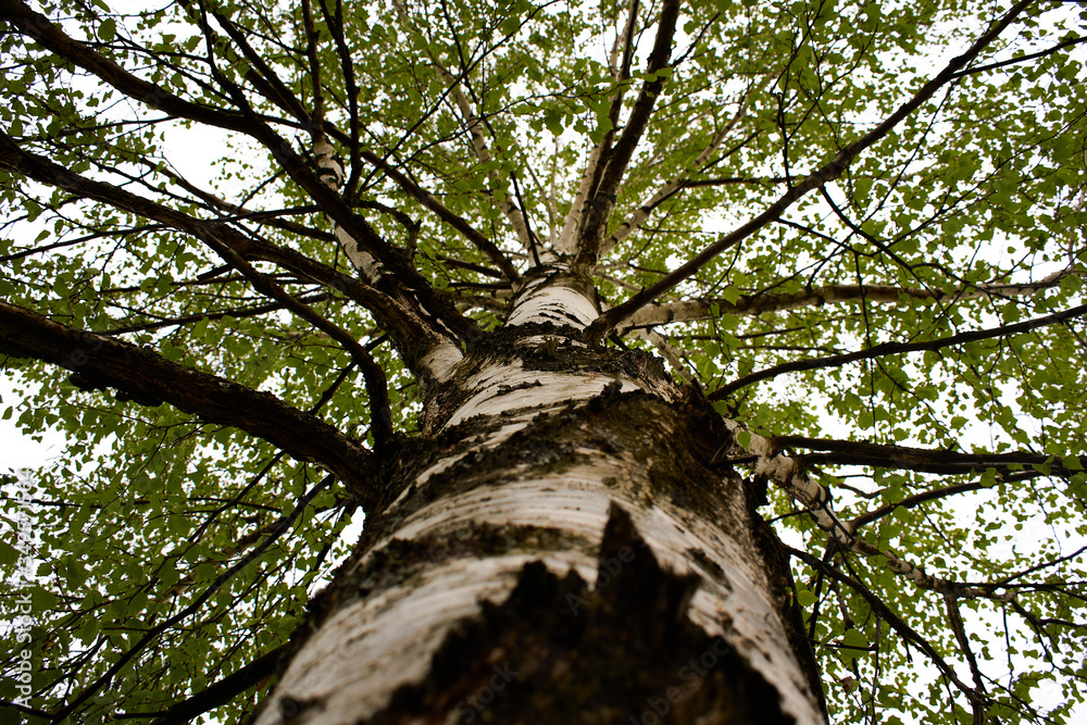 Fototapeta premium tree in the forest