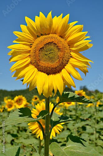 Closeup single sunflower (Helianthus annuus) on blue sky background