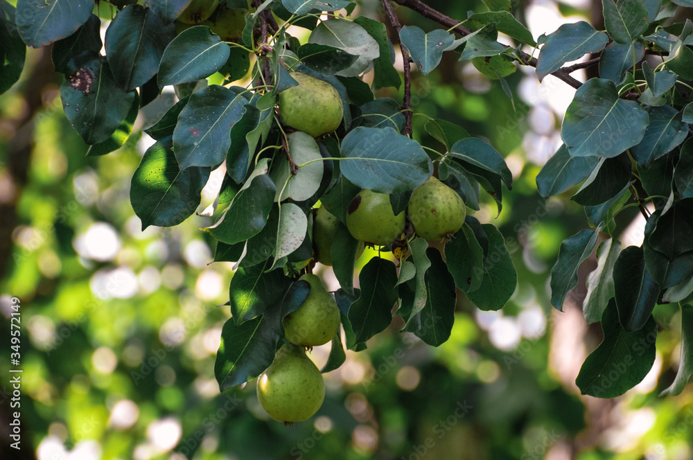 A green wild pear is hanging on a branch.