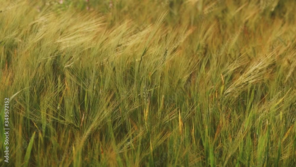 Spring field. Close-up of wheat ears. Beautiful rye field in golden light. Field and forest plants. Botanical walks. Awakening nature. Wheat ears sway in the wind. Spring harvest. Spring field. Close-up of wheat ears. Beautiful rye field in golden light. Field and forest plants. Botanical walks. Awakening nature. Wheat ears sway in the wind. Spring harvest.