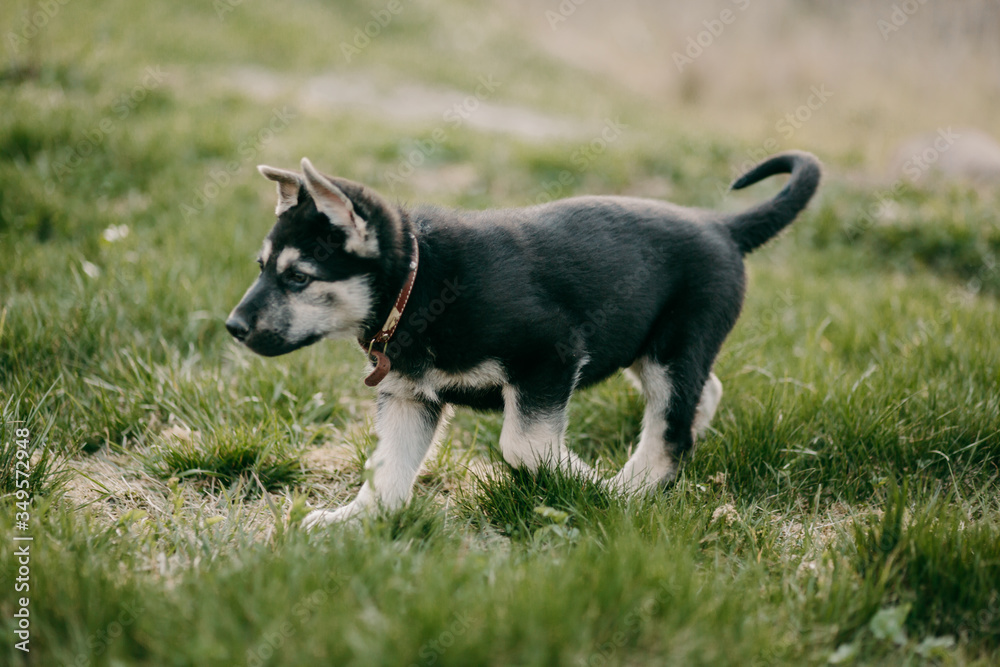 Eastern European shepherd puppy on the street Eastern European shepherd puppy on the street