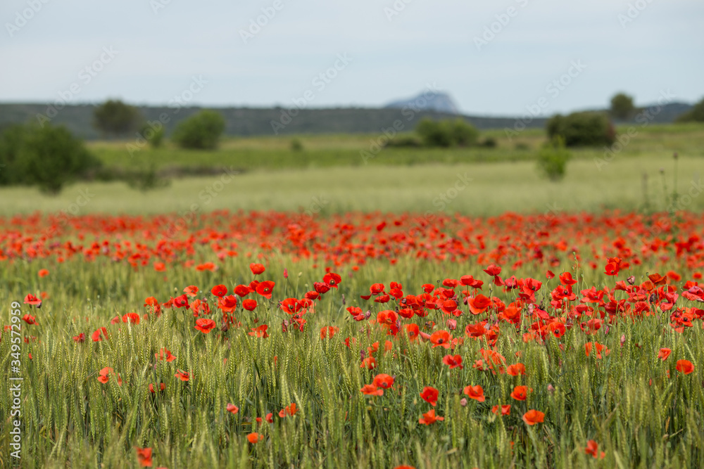 poppy field in summer