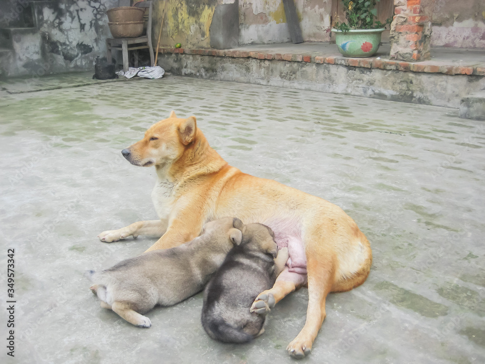 Fototapeta Yellow Asian dog feeding her puppies at brick yard of typical rural house in Thai Binh, Vietnam