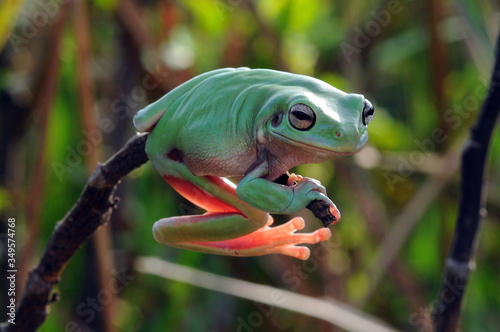 dumpy frog, frogs, tree frog, flying frog, 