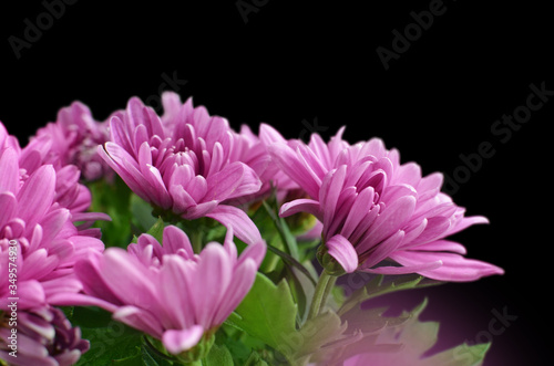 Chrysanthemum flowers bouquet isolated on black background