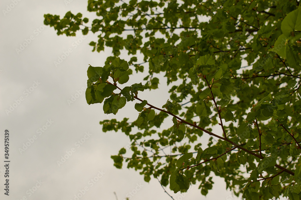 green leaves background green leaves background