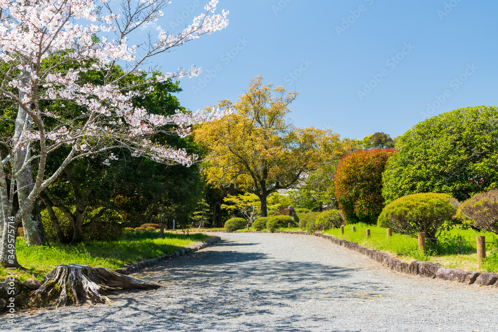 Φωτογραφία 青空の宇佐神宮で見つけた満開の桜【大分県】