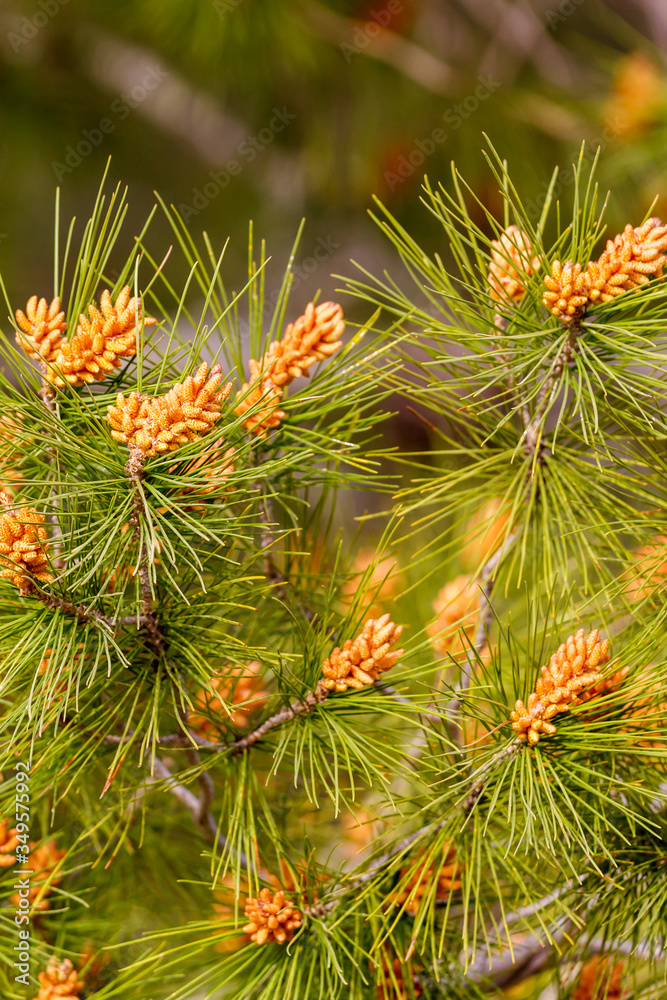 Young pine branches with future cones Young pine branches with future cones
