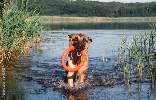 A German shepherd puppy is swimming in a pond. The dog in the river. German shepherd playing in the lake.