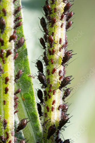 Black aphids (Aphididae) sucking on the stem of a plant,