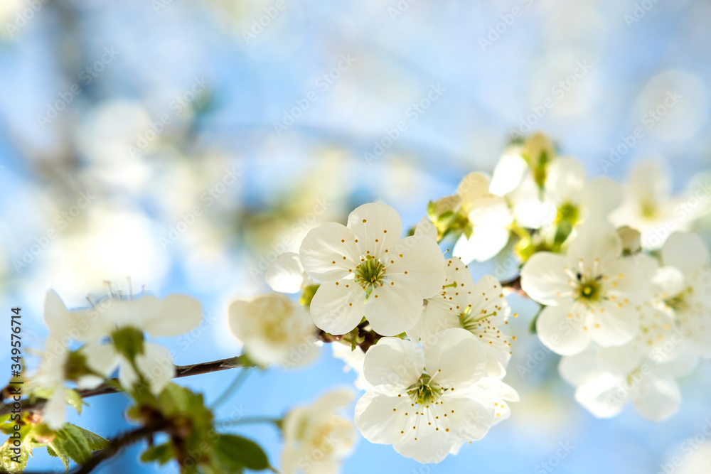 Close up of fresh white blooming flowers on a tree branches with blurred blue sky background in early spring. Close up of fresh white blooming flowers on a tree branches with blurred blue sky background in early spring.