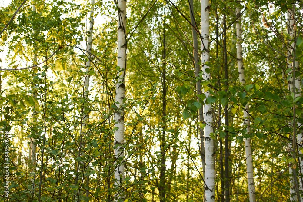 Fototapeta premium green leaves background