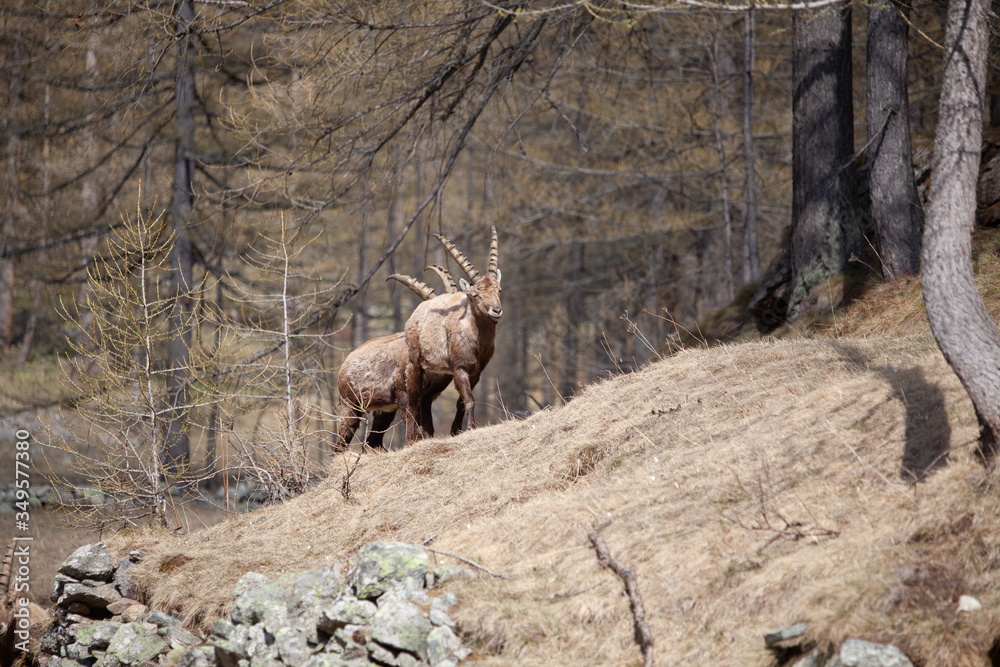 Stambecchi Parco Nazionale del Gran Paradiso Stambecchi Parco Nazionale del Gran Paradiso