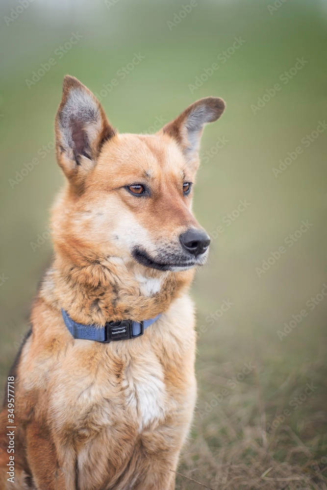 Naklejka premium portrait of happy cute puppy with foliage bokeh background head shot of smile dog with colorful spring leaf at sunset with space for text