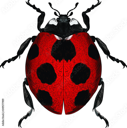 ladybug vector red with black spots realistic