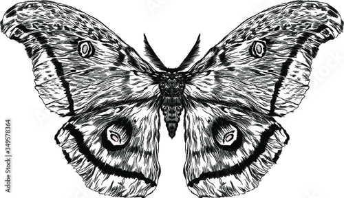 black and white furry moth coloring