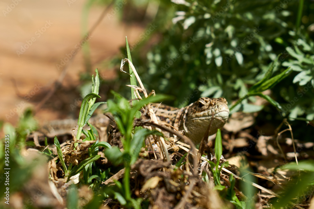 lizard lizard