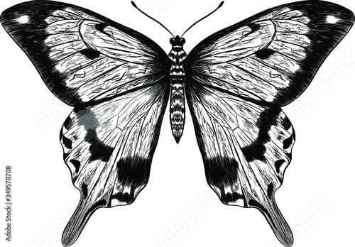 morpho butterfly black and white coloring