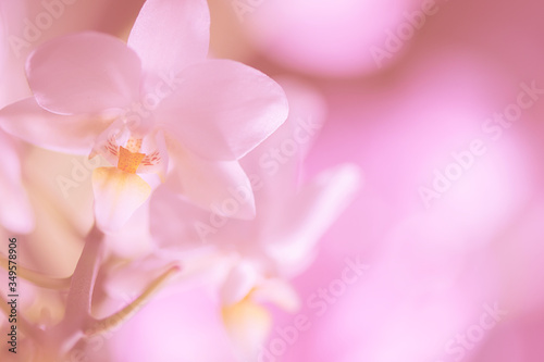 Orchideenblüte weiß soft pastell mit Platz für Text