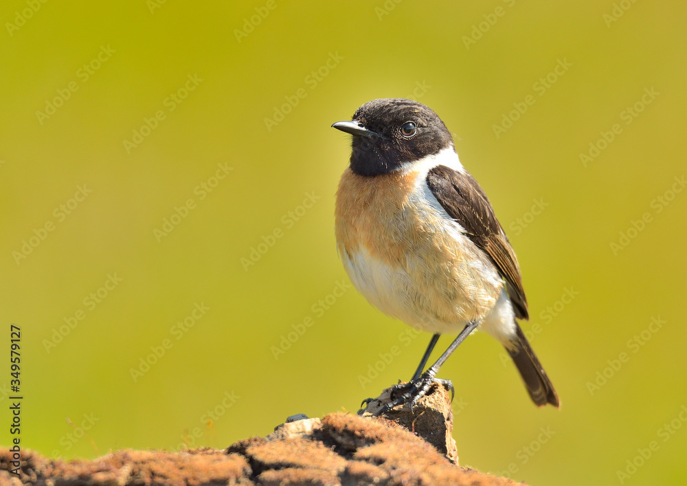 Obraz premium tarabilla macho posada en un tronco con musgo (Saxicola rubicola) Marbella Andalucía España
