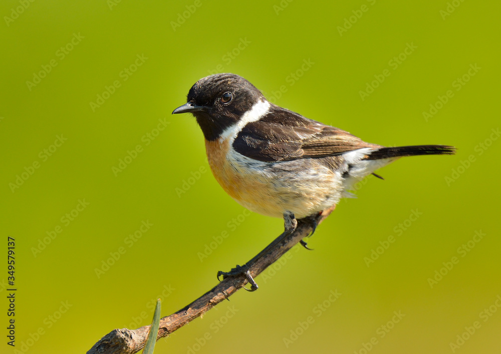 tarabilla macho en una rama al sol (Saxicola rubicola) Marbella Andalucía España tarabilla macho en una rama al sol (Saxicola rubicola) Marbella Andalucía España