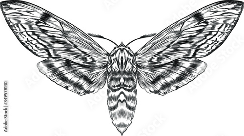 black and white furry moth coloring