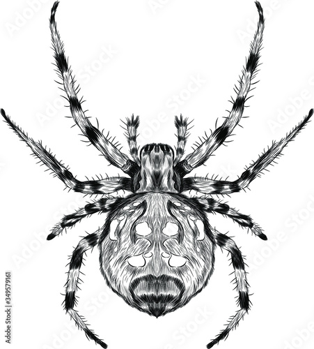 spider steed crossbow scary vector black and white
