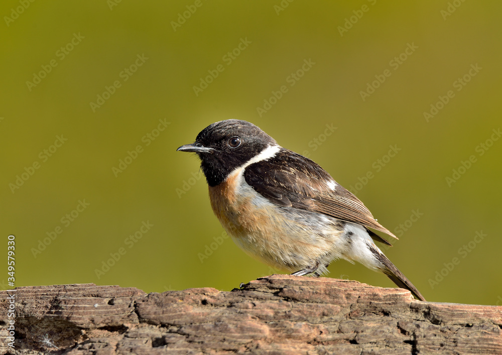 tarabilla macho en un tronco (Saxicola rubicola) Marbella Andalucía España tarabilla macho en un tronco (Saxicola rubicola) Marbella Andalucía España