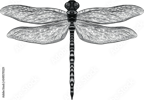 black and white dragonfly graphics vector