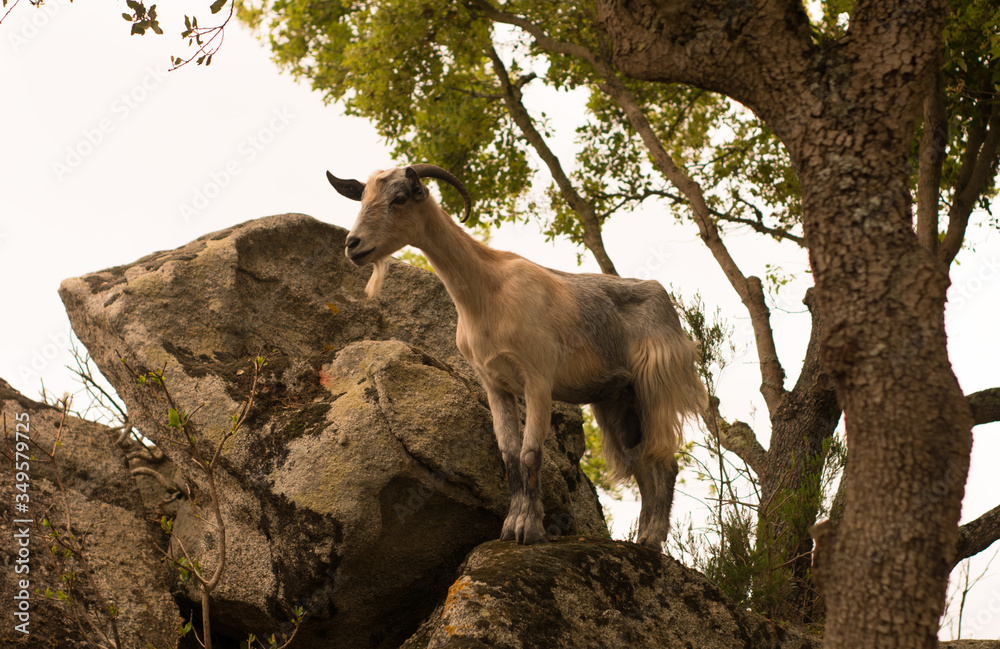 Cabra salvaje en el Maresme. La cabra está encima de una roca en un