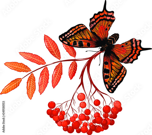 monarch butterfly Admiral orange and Rowan branch