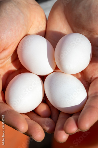 Female hands holding four freshly laid white chicken eggs.