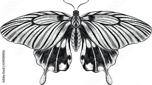 butterfly Papilio maackii black and white