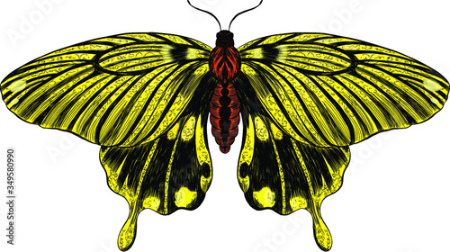 butterfly Papilio maackii yellow black