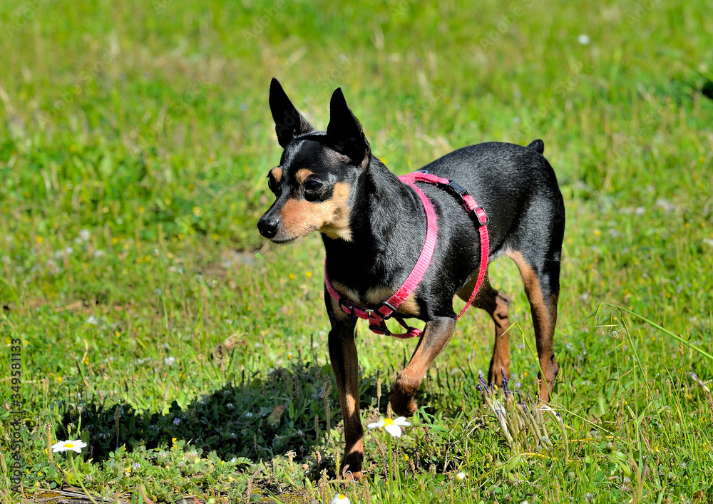 perro minipincher hembra en el campo sobre la hierba Marbella Andalucía España perro minipincher hembra en el campo sobre la hierba Marbella Andalucía España