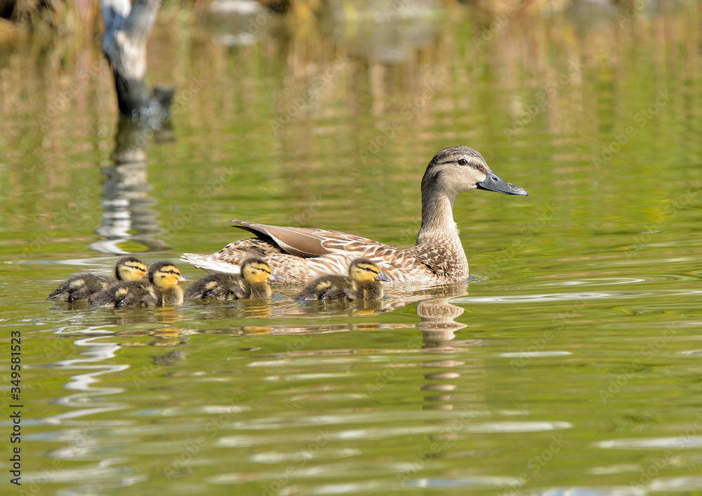 familia de patos ánades azulones (Anas platyrhynchos) nadando en el estanque Marbella Andalucía España familia de patos ánades azulones (Anas platyrhynchos) nadando en el estanque Marbella Andalucía España
