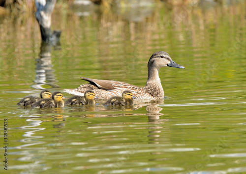 familia de patos   nades azulones  Anas platyrhynchos  nadando en el estanque Marbella Andaluc  a Espa  a 