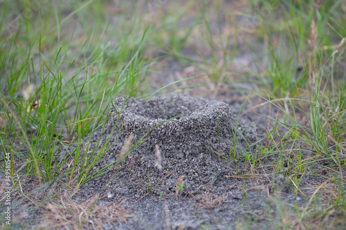 closeup anthill in a grass  outdoor wild background