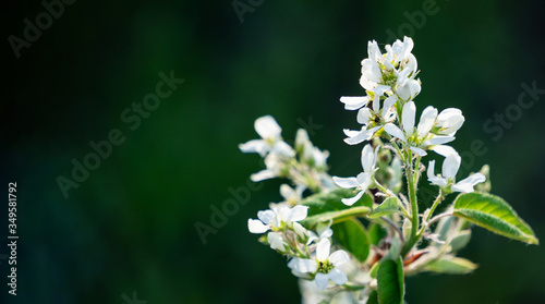 The Apple tree blooms in spring on a green natural background. White flowers on a branch in the garden. Copy space, banner