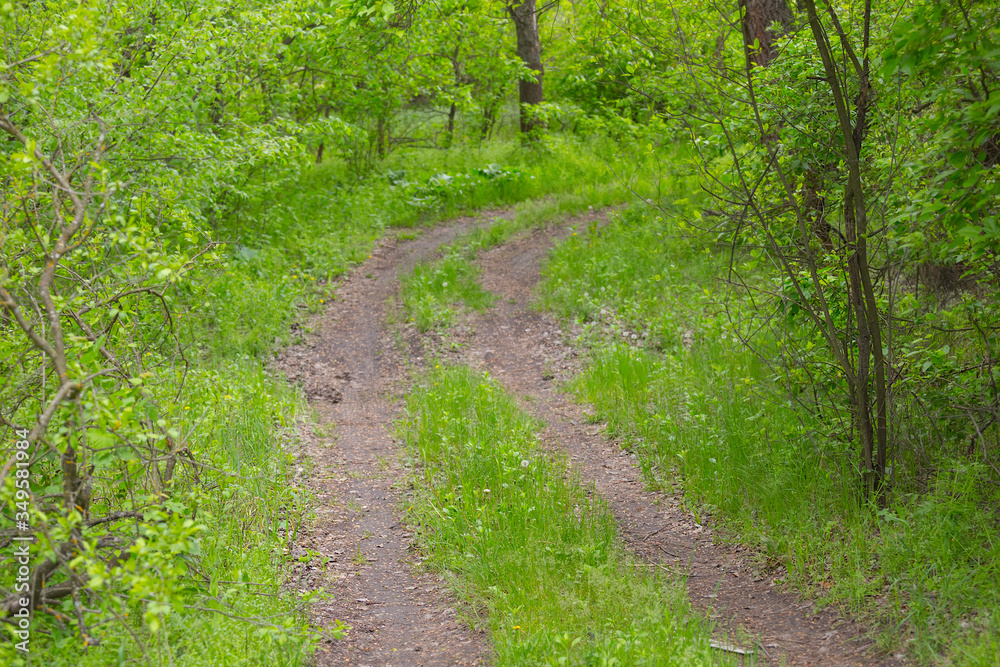 ground road in a green summer forest, outdoor background