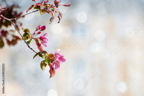 Cherry blossom branch on a blurry background