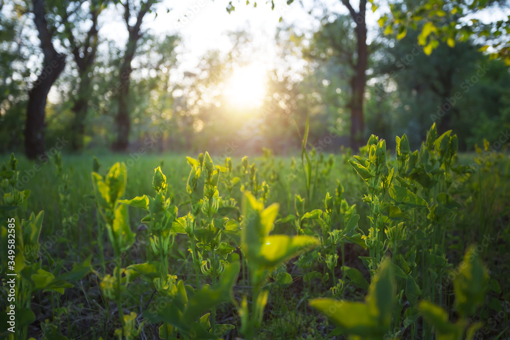 Obraz premium green summer foredt glade in a light of evening sun, outdoor sunset scene