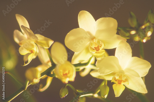 Fototapeta Naklejka Na Ścianę i Meble -  Orchideenblüten im Licht mit ein bisschen Nebel