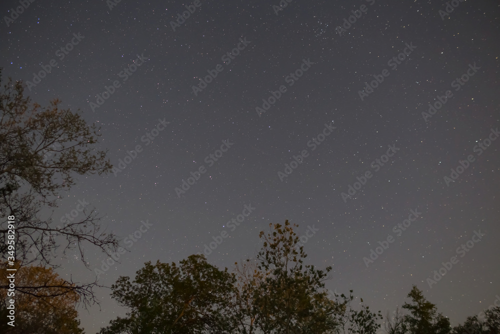 Naklejka premium night scene forest silhouette under a starry sky