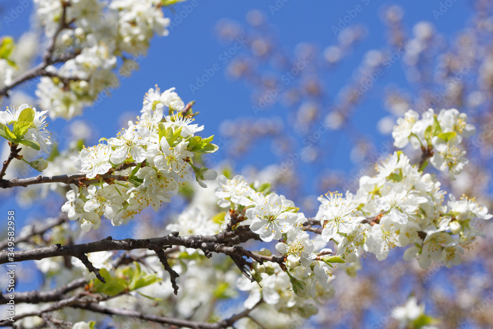 Closeup flowering cherry branch against blurred background. Shallow focus. Closeup flowering cherry branch against blurred background. Shallow focus.